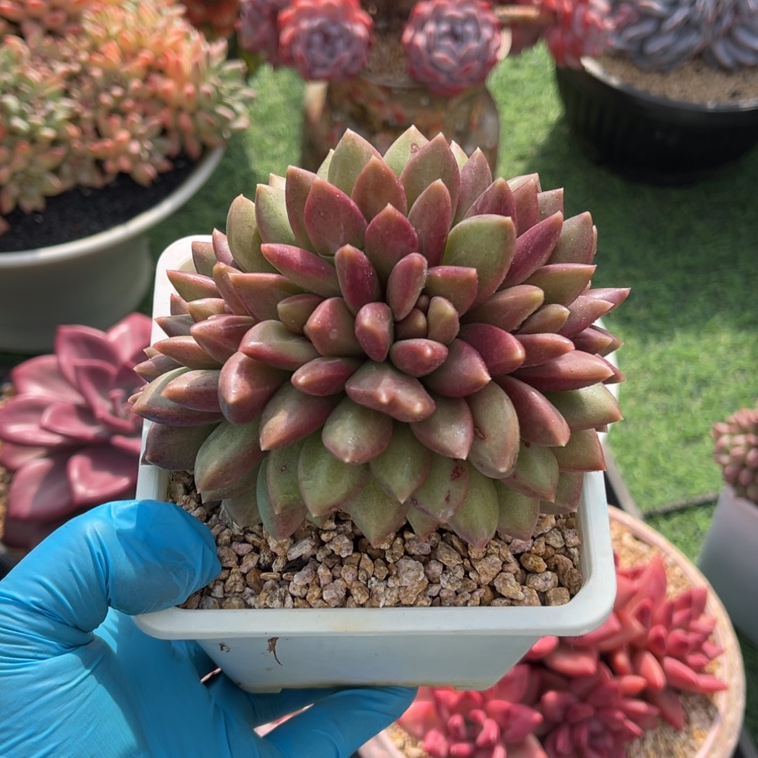 迷雾朵朵缀一物一拍