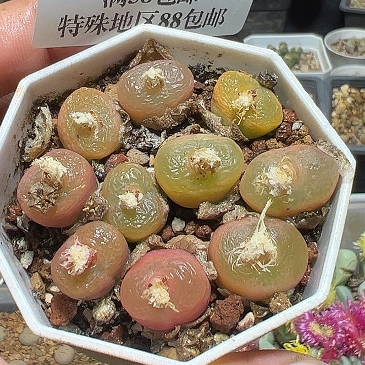 723号特价毛汗尼一盆