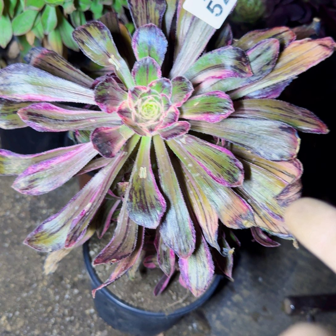 5229盆拉丝锦锦七彩