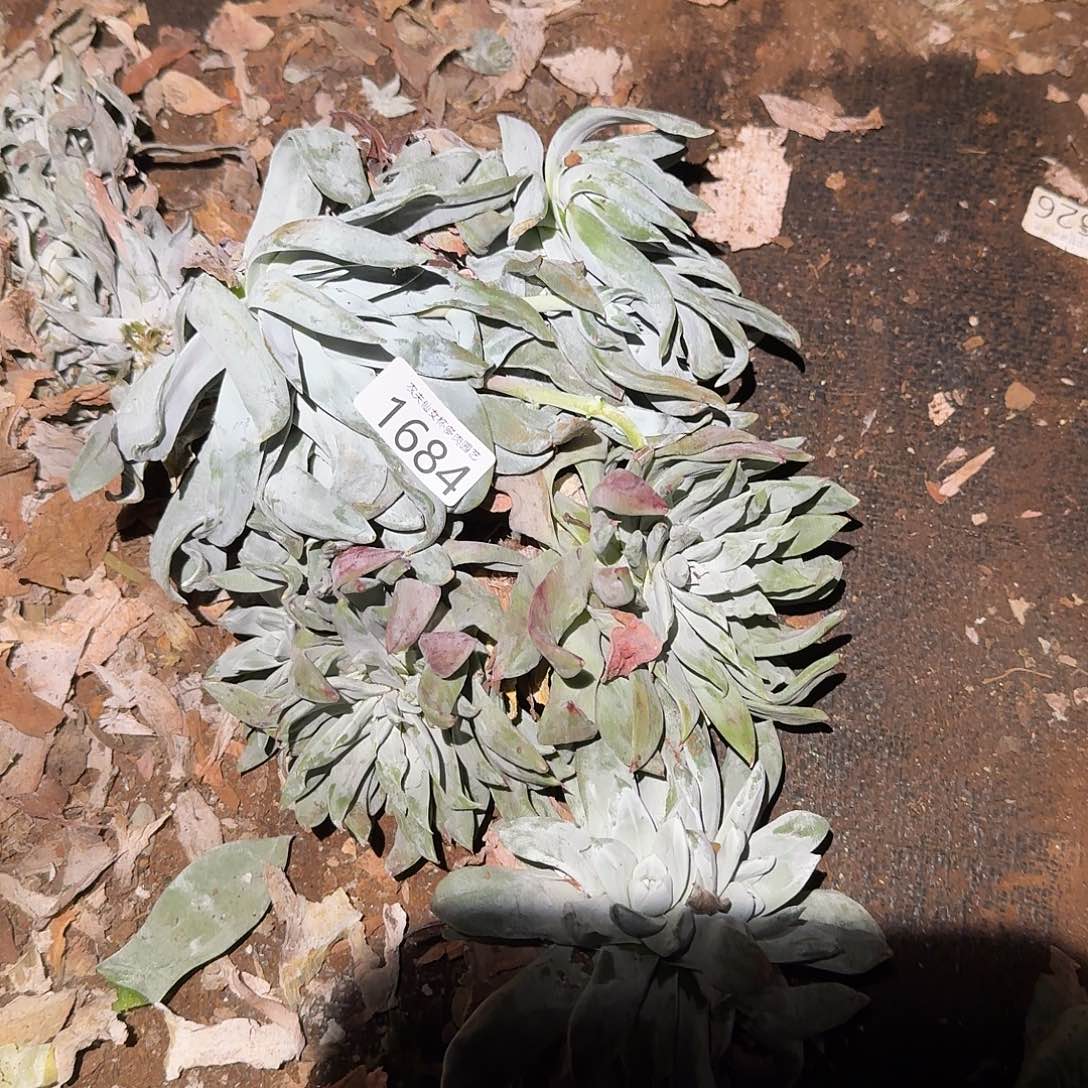 3代杂交仙女杯多肉福利处理3颗