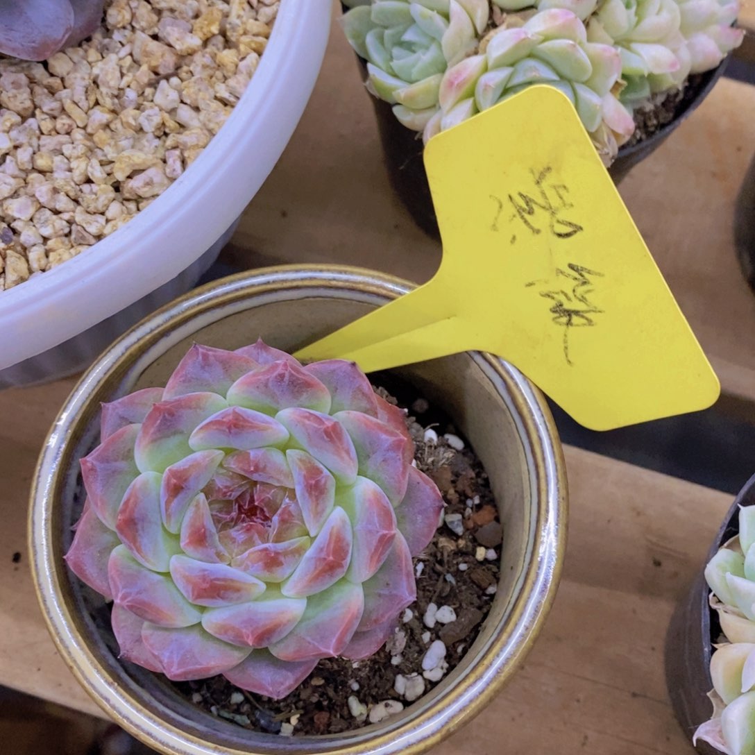 开心多肉，清货场啊