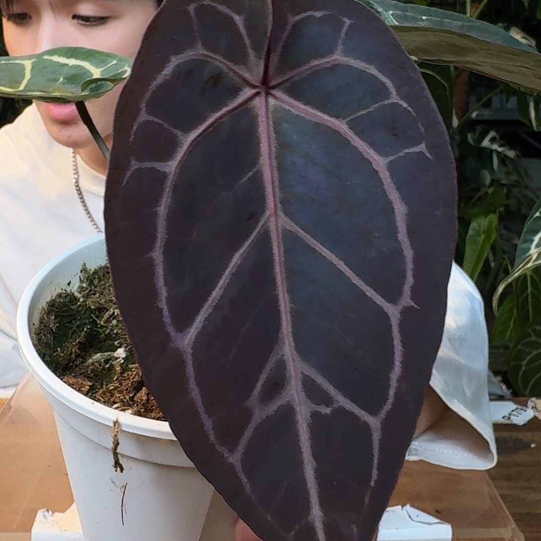 完全开放I116紫水晶杂荔枝皮米歇尔