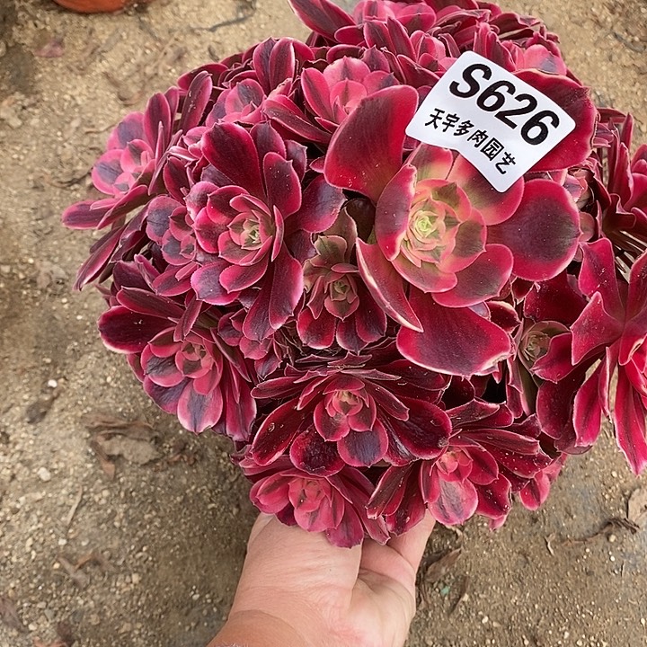 多肉植物美杜莎626多肉