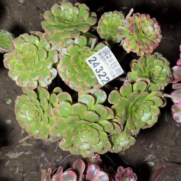 24322黑金刚多肉植物