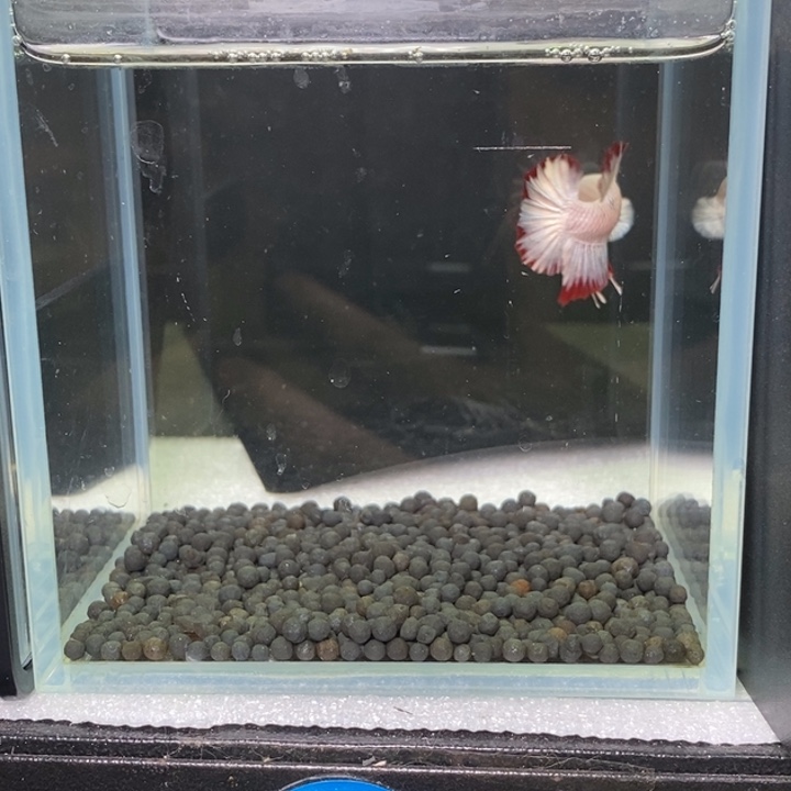 斗鱼泰国斗鱼405号