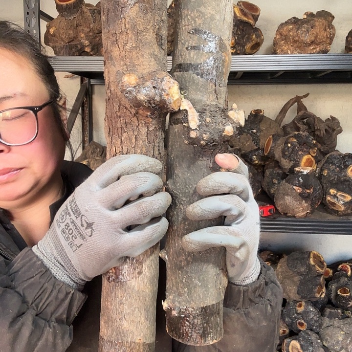 宝***己香榧木火琉璃的故事是一个