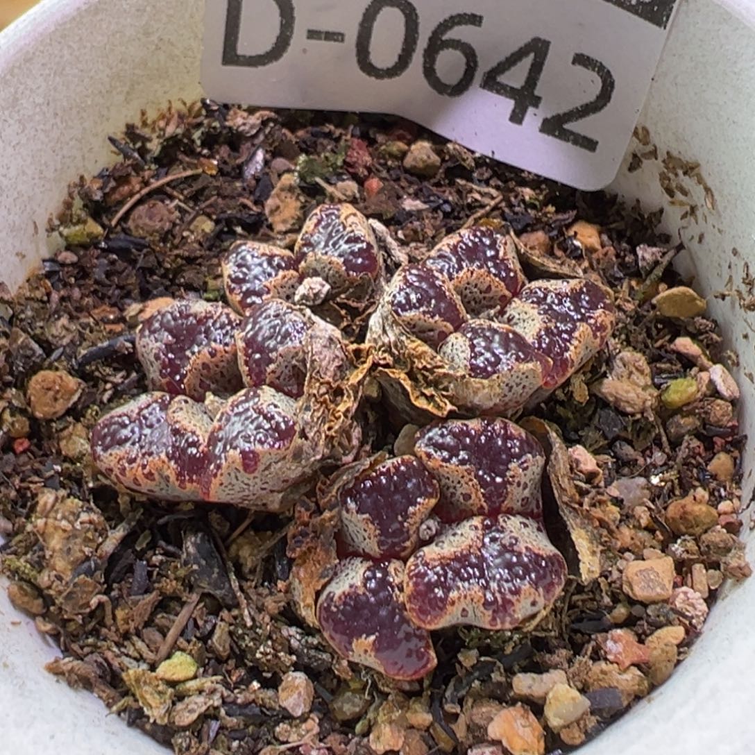 多肉植物1111111111