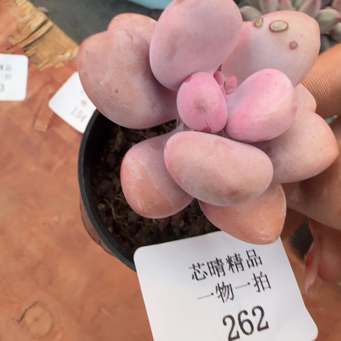 闪购精品多肉262号