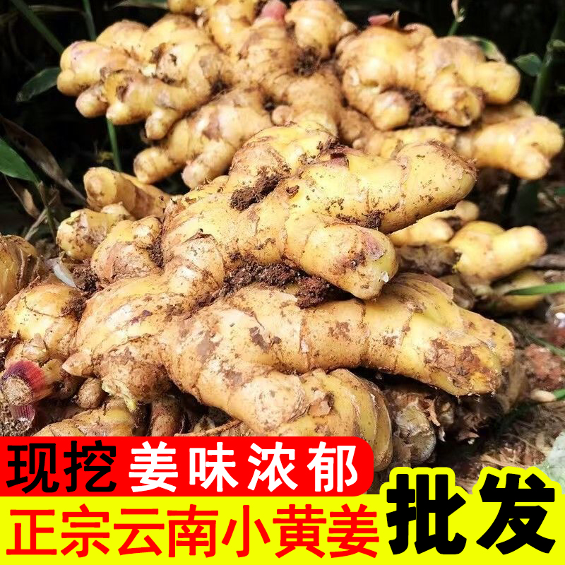 【今年新姜】姜味浓郁现挖正宗云南高山小黄姜老黄姜新姜月子姜批发