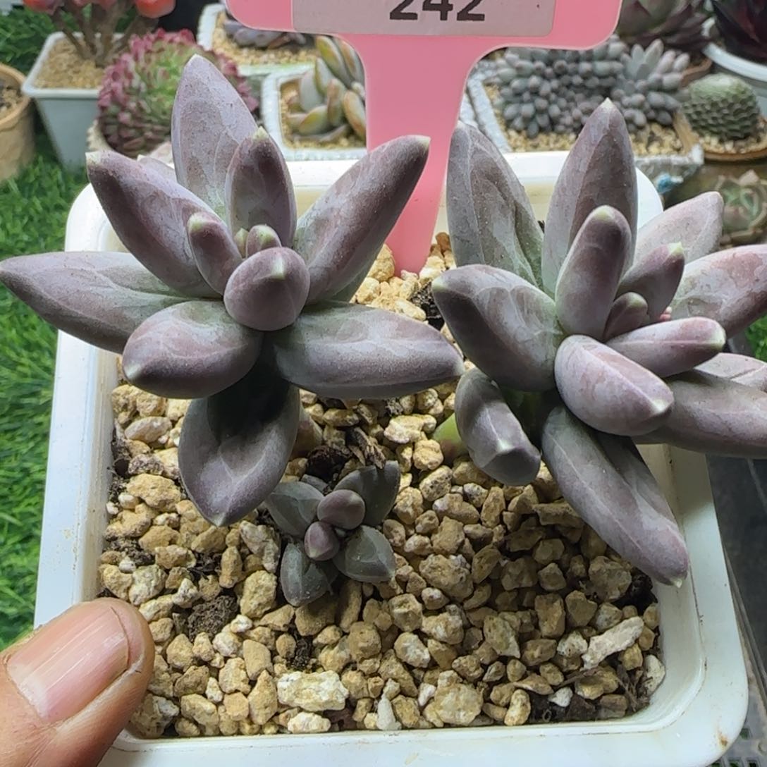 锦安精品多肉编号242