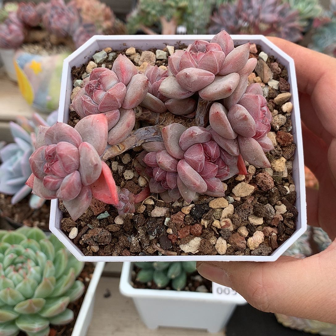 0056石榴籽星影掐心群一棵9.5厘米