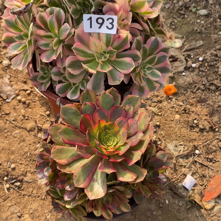 无花朵193多肉植物组合无售后