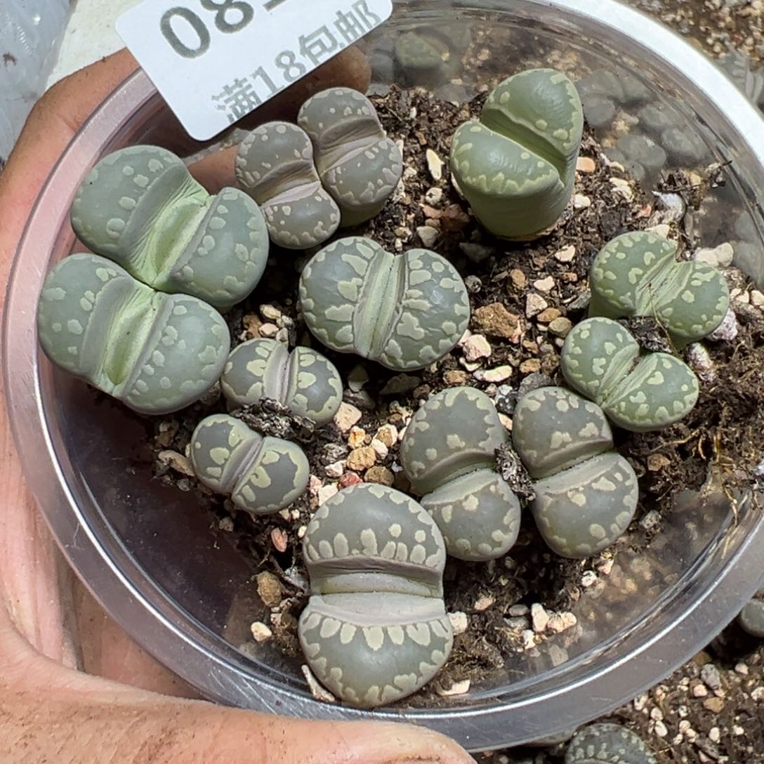 【闪购商品】081。    