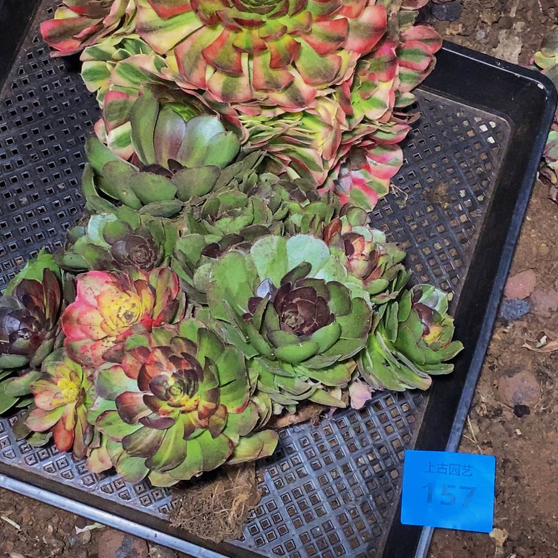 上古园艺多肉植物157