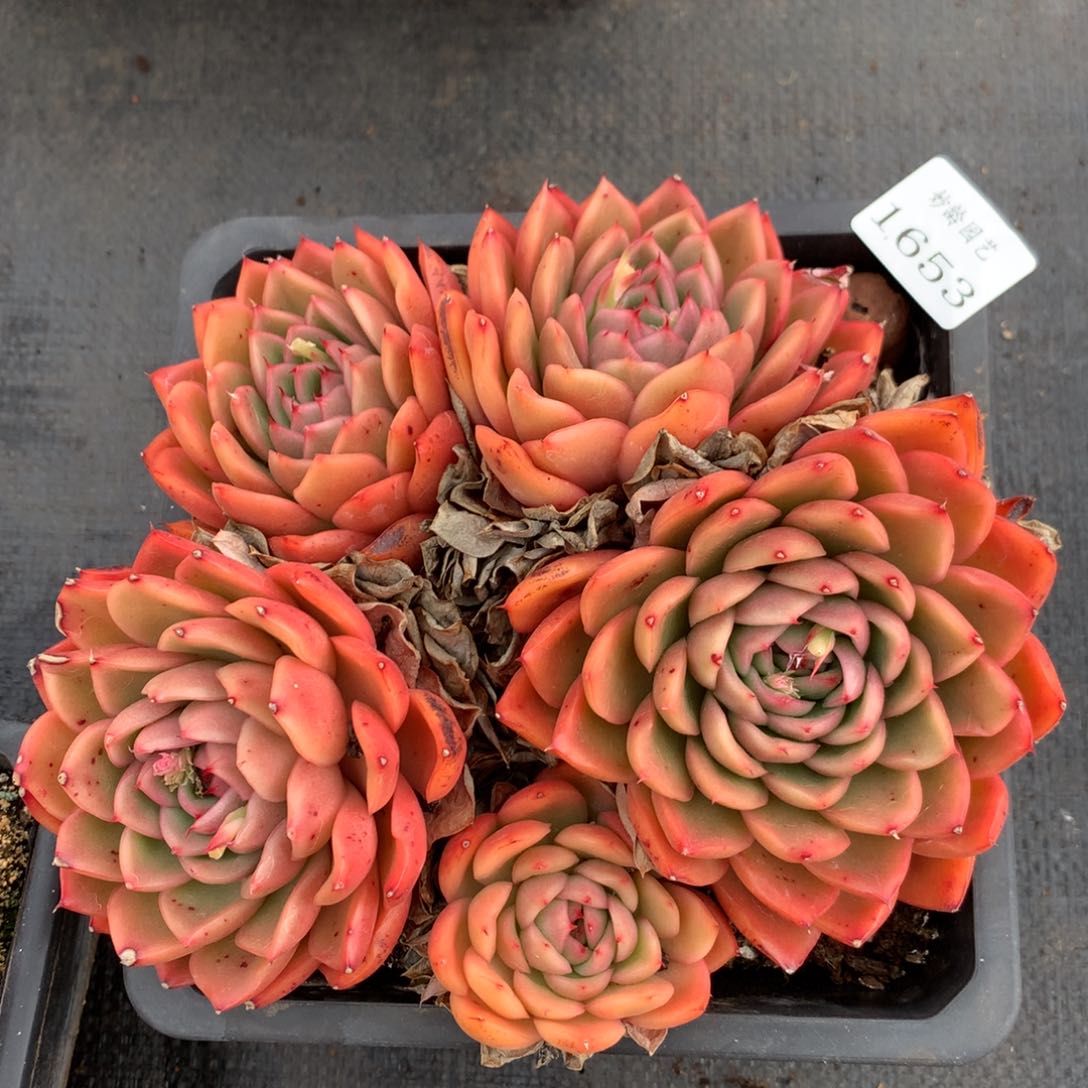 1653 杂交精品基地17厘米