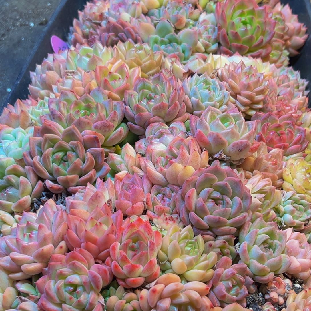 麦***。240多肉葡萄的味道是什么味道的