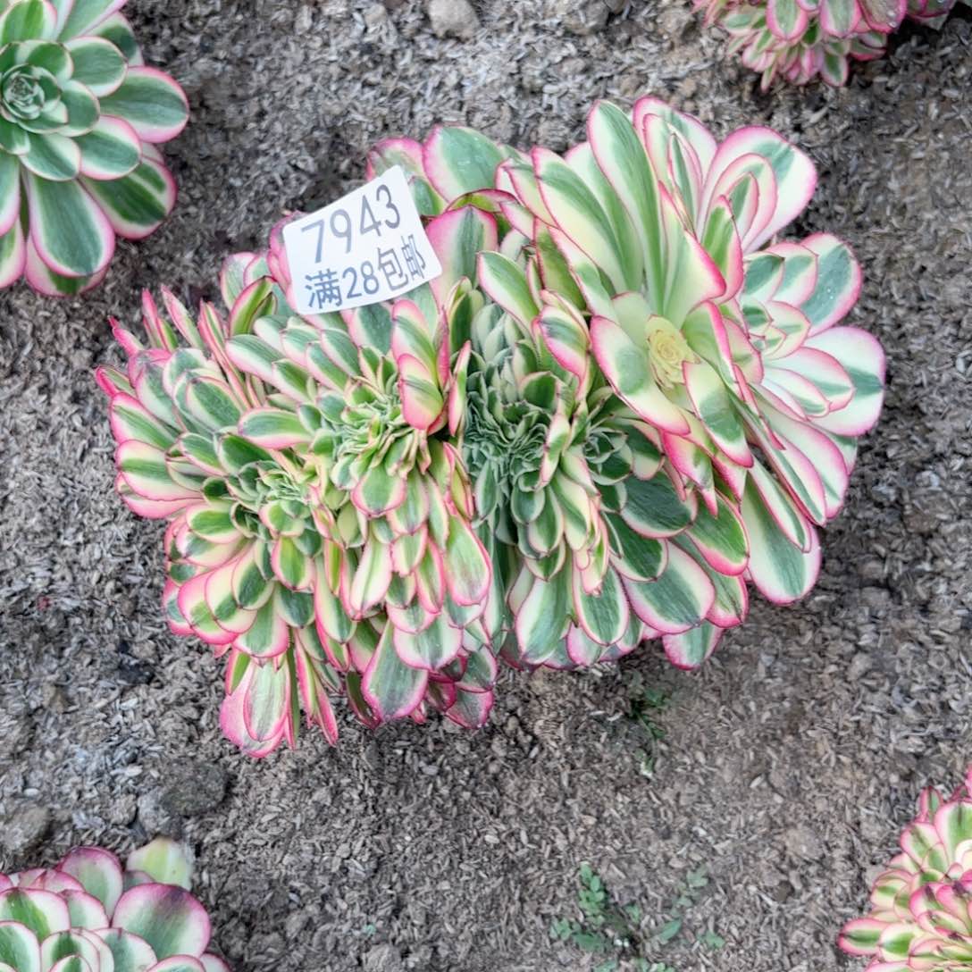 G. 7943倾城缀多肉