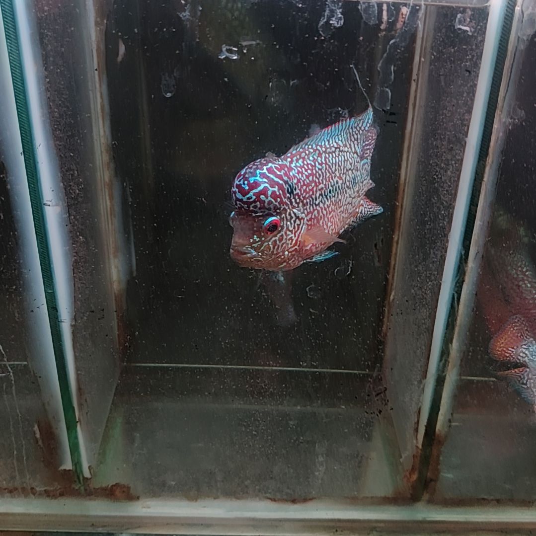 罗汉鱼鱼22222222222