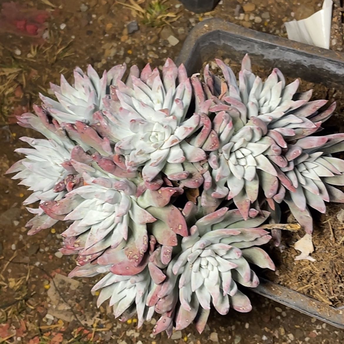 【闪购商品】刘丹杂交