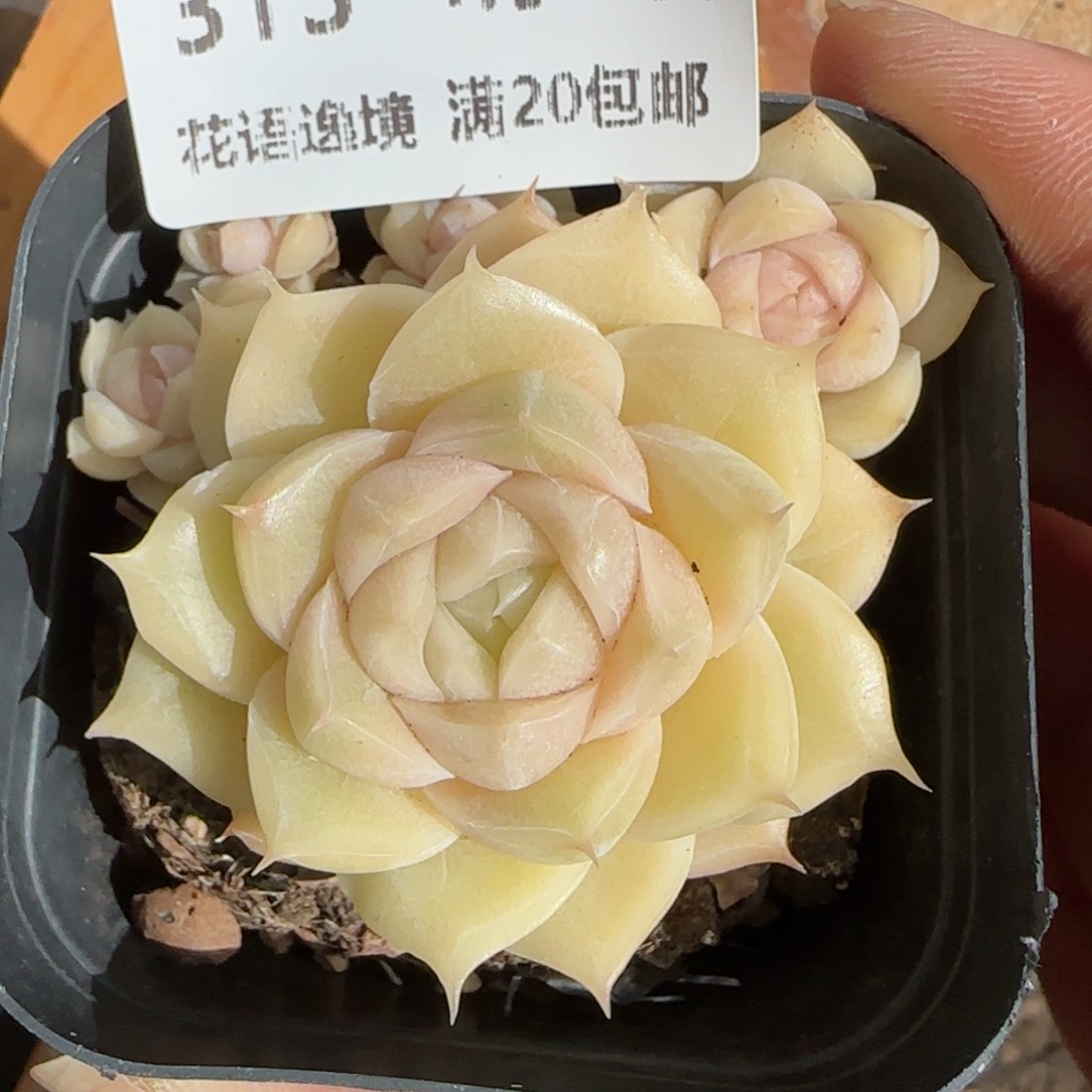 花语逸境0124-313