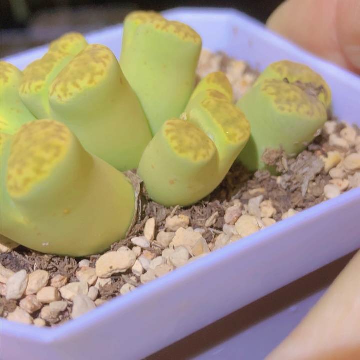 11445445555555455857546689545