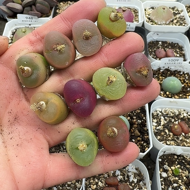 老马生石花彩毛1036