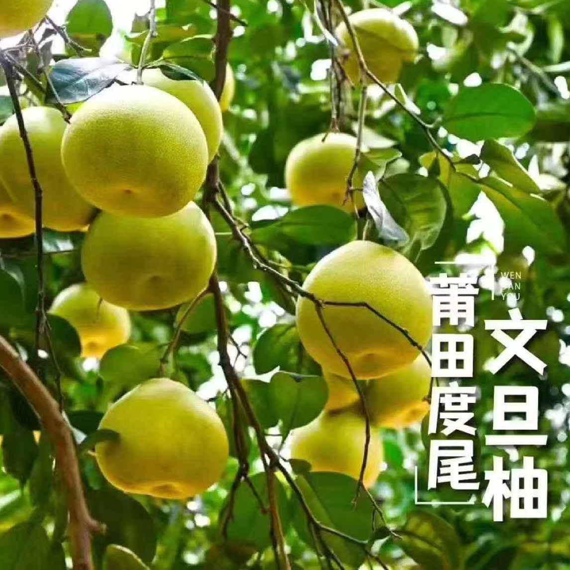 仙游度尾红心文旦柚