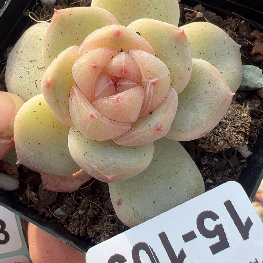 小卡拉米糖心一物一拍15-109