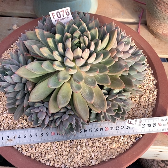 红象牙大群076 亏本处理退款拉黑需延迟发货