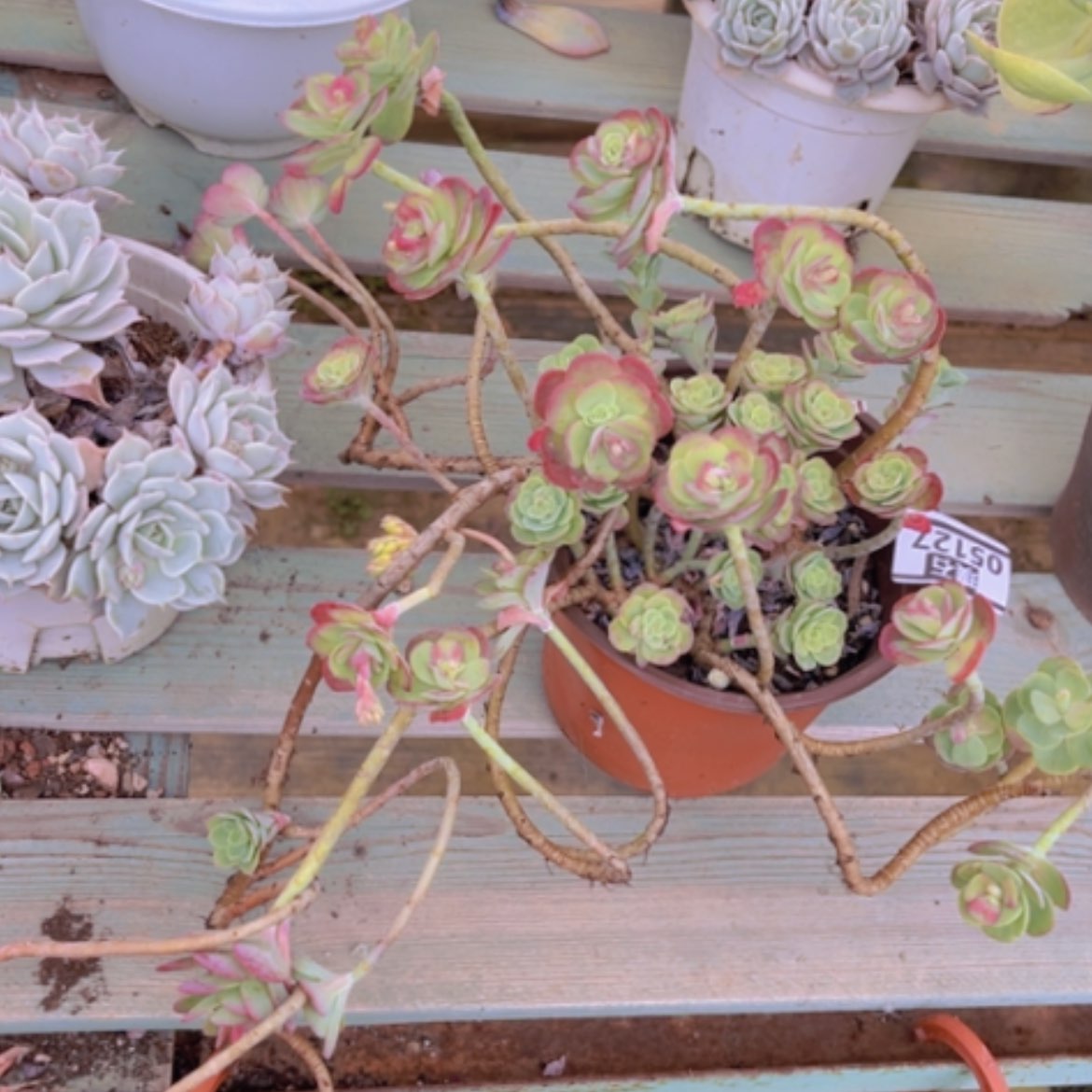 【闪购商品】圆叶薄化妆05127