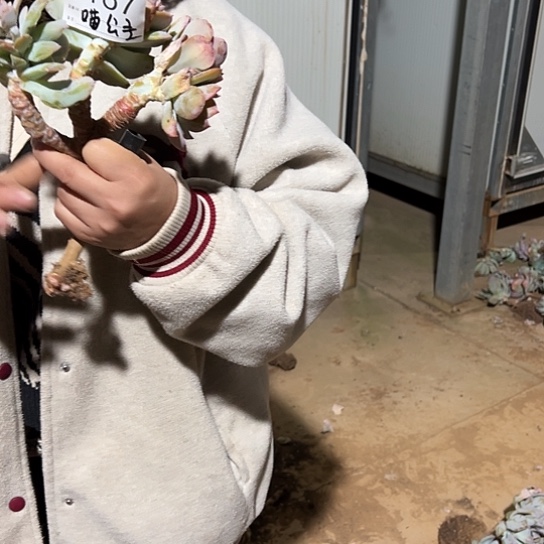 喵***主云南发货白凤老桩00167号