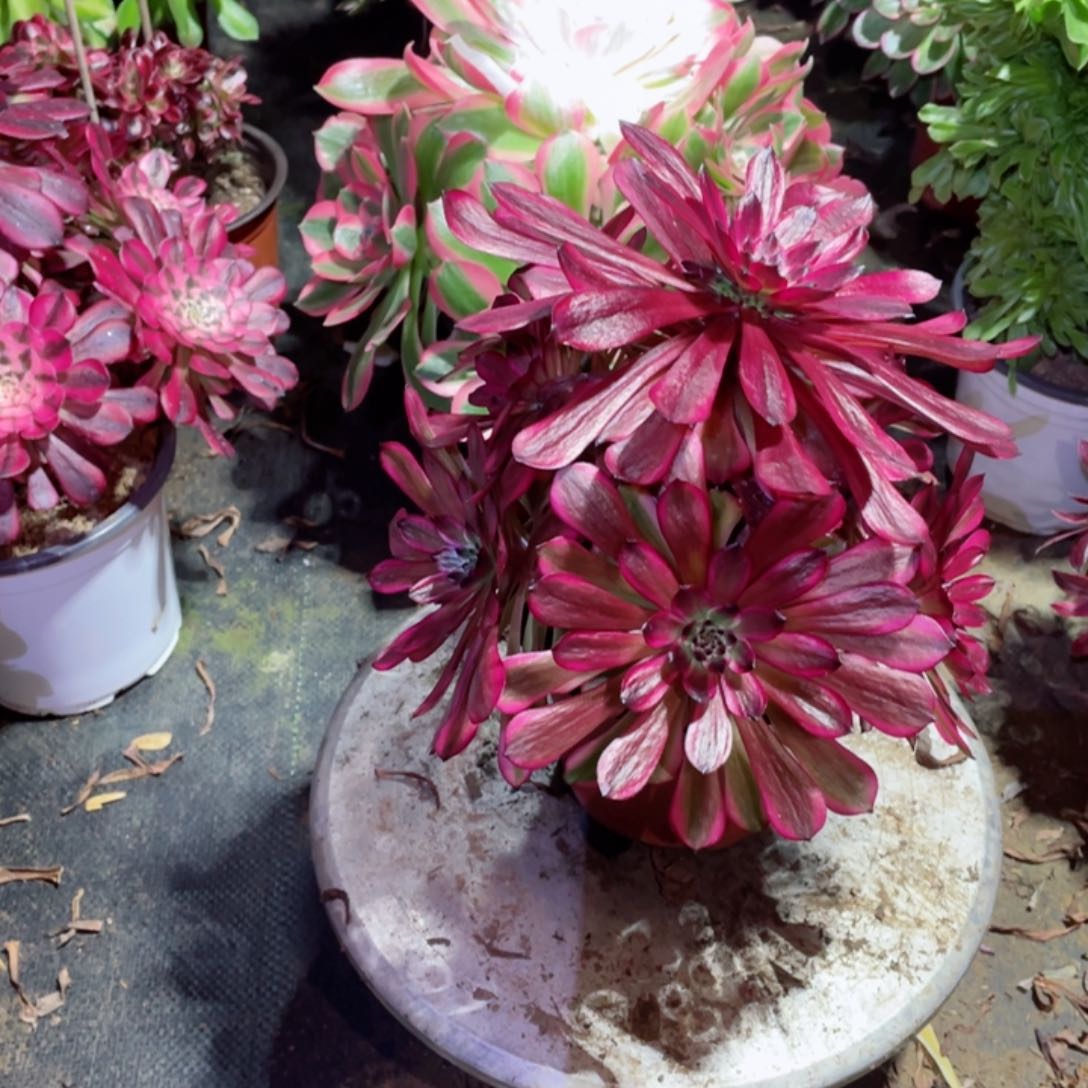 多肉植物美姬085