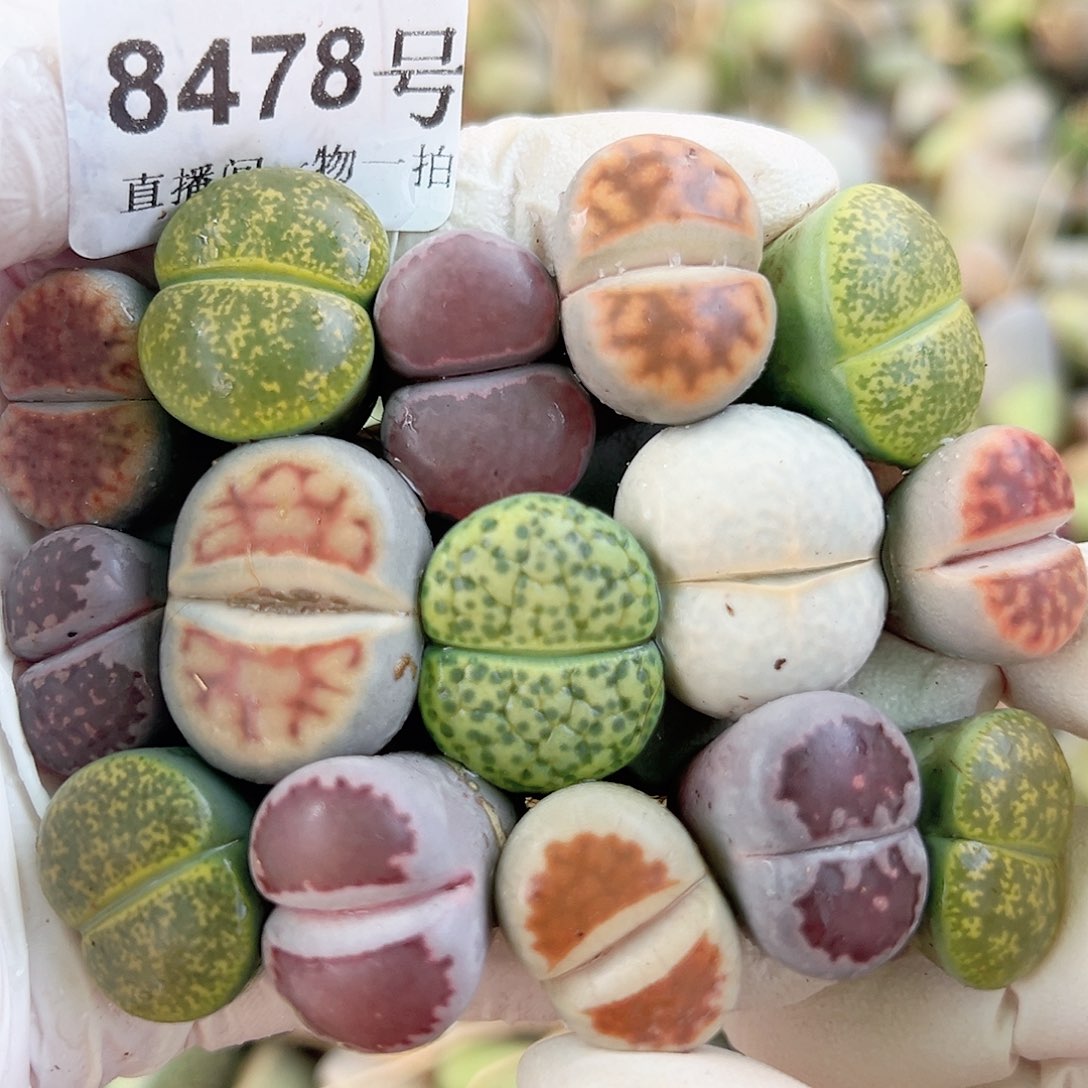 8478 好养易活生石花大母本15个