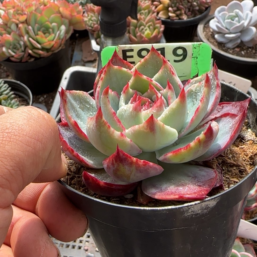 花脸立叶惊鸿一物一拍包装收缩花旱919