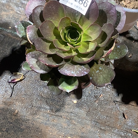 2186魅金玫瑰多肉法师锦