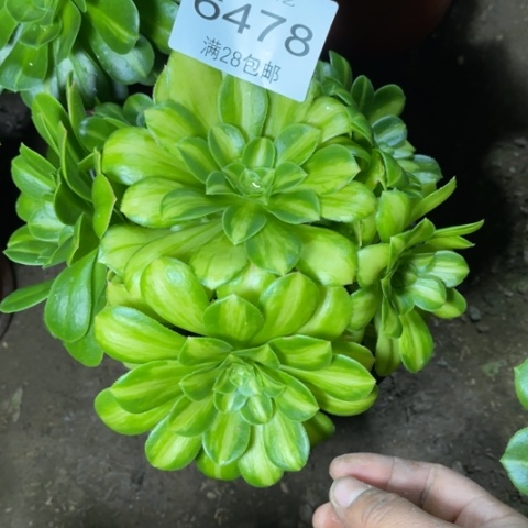 琉璃多肉多肉6478