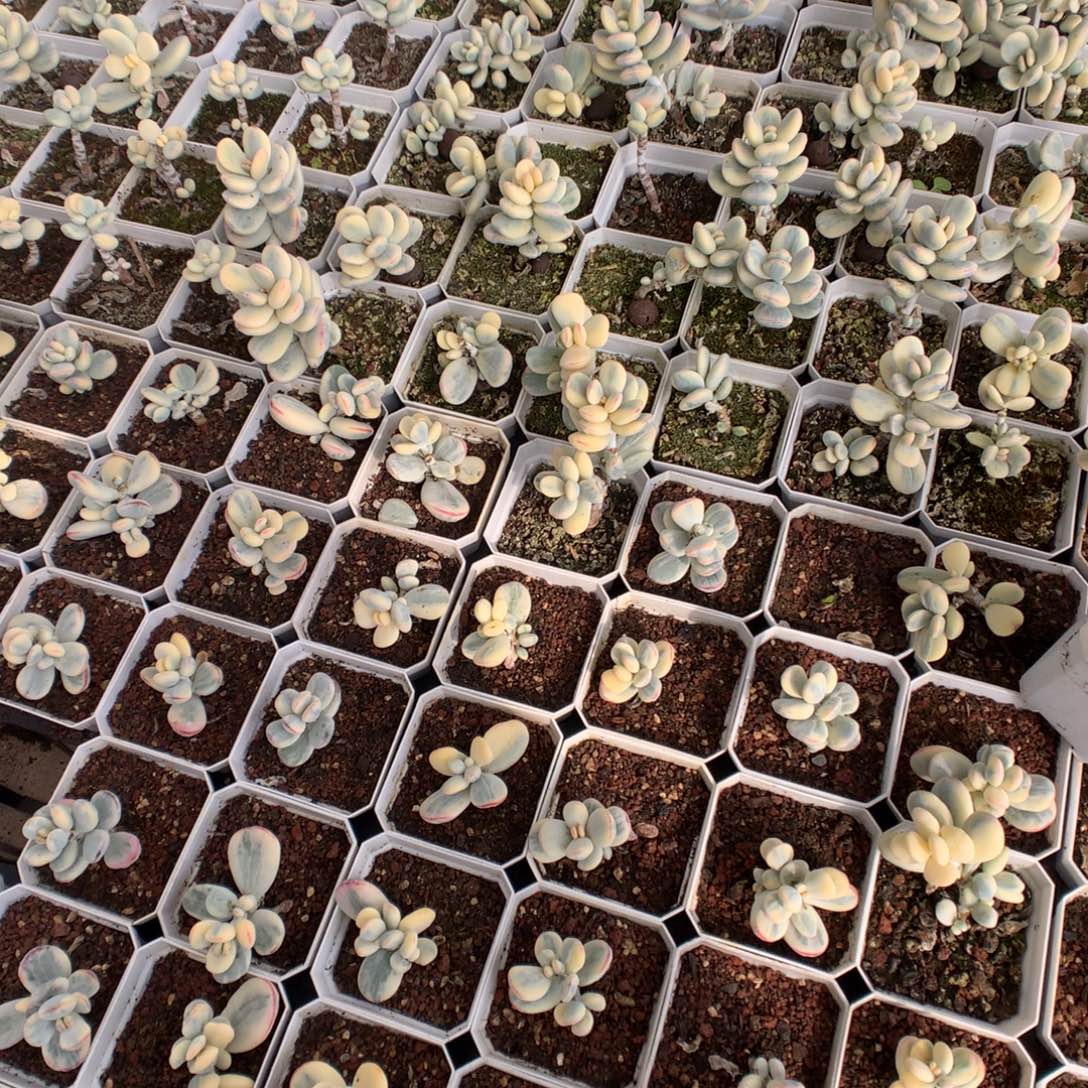 L****冰玉石化的盆多肉