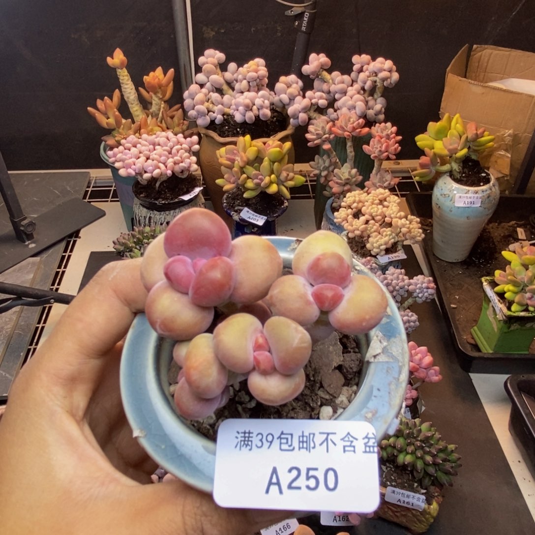 250芒果奶kk奶多肉6c m
