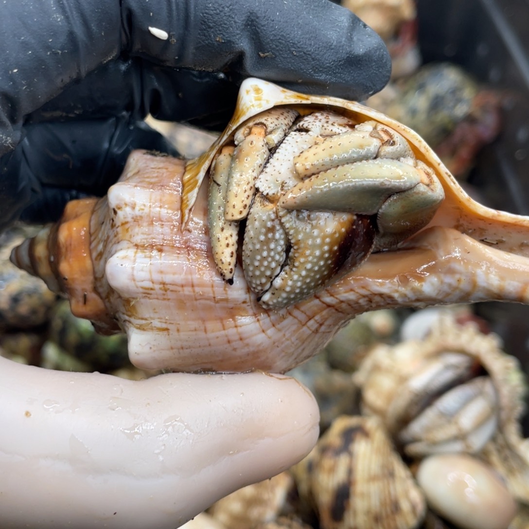 不退不换活体宠物57