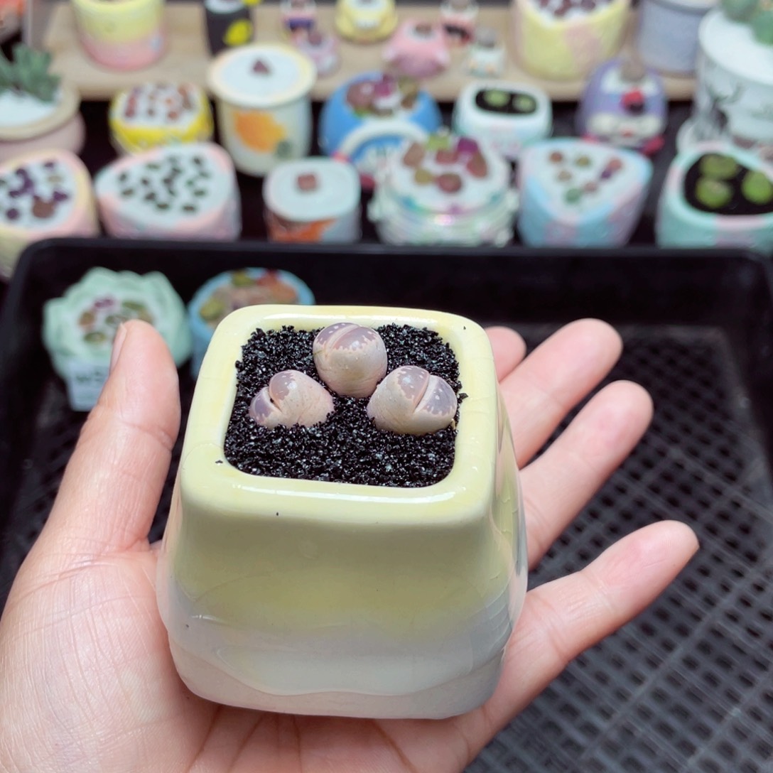 w5767 -零下地区拍保温箱-15支持寄养