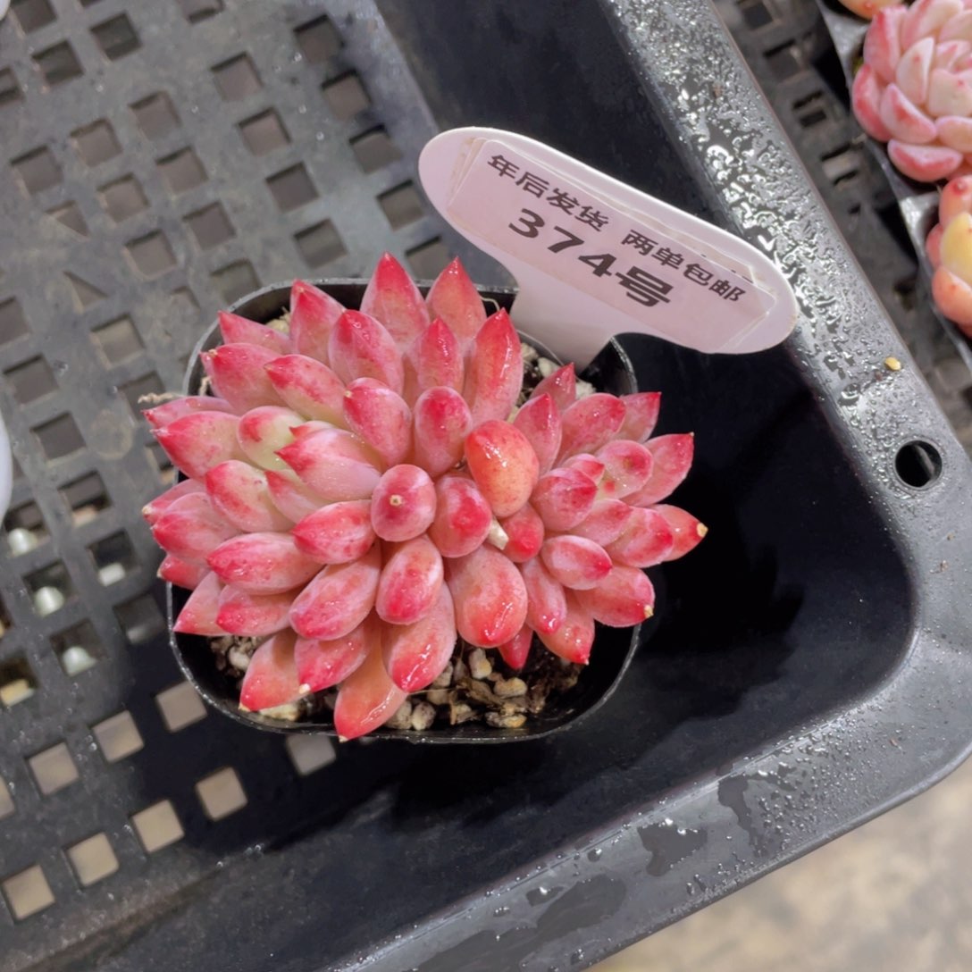 374号虞美人双头一个