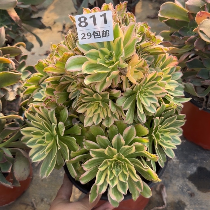 艳日伞……多肉植物……