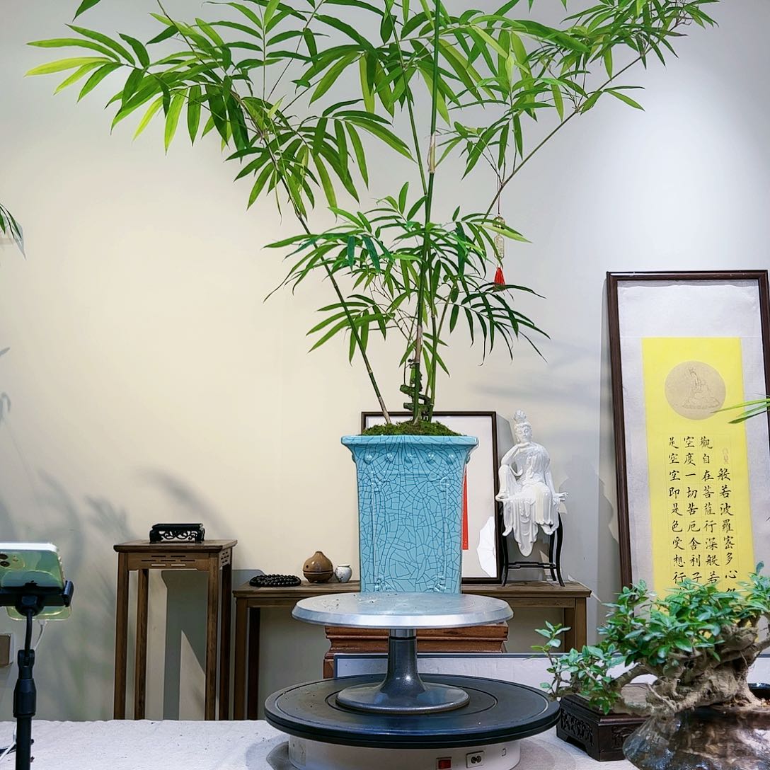 ?*?老桩精品竹盆景