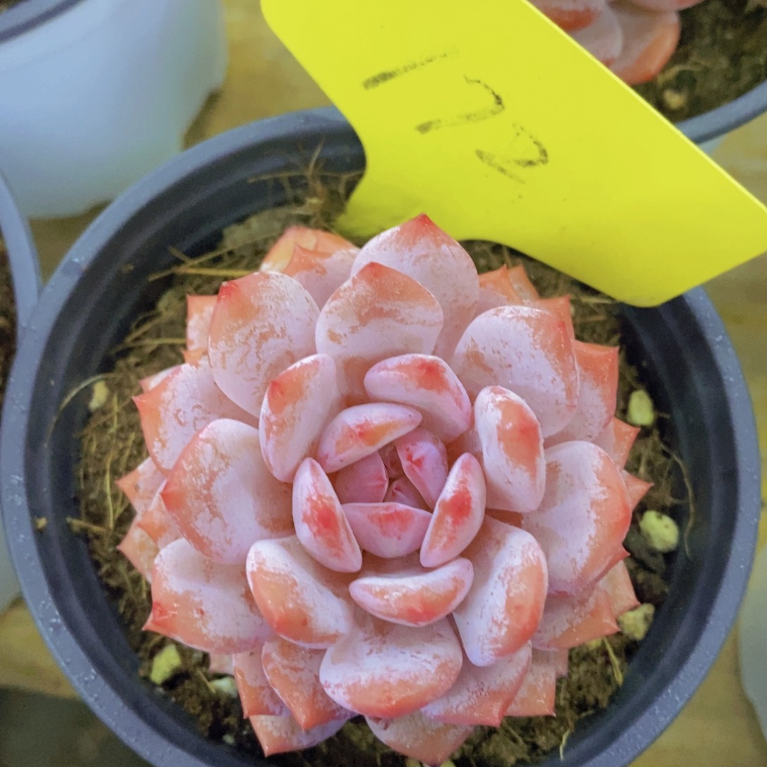 多肉植物，一物一拍，今天一单包邮