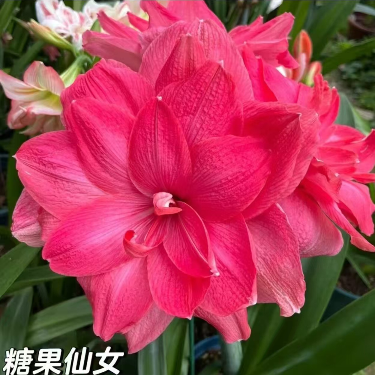 [7-8公分]瓣朱顶红种球超大球根四季开花适合室内外庭院盆栽