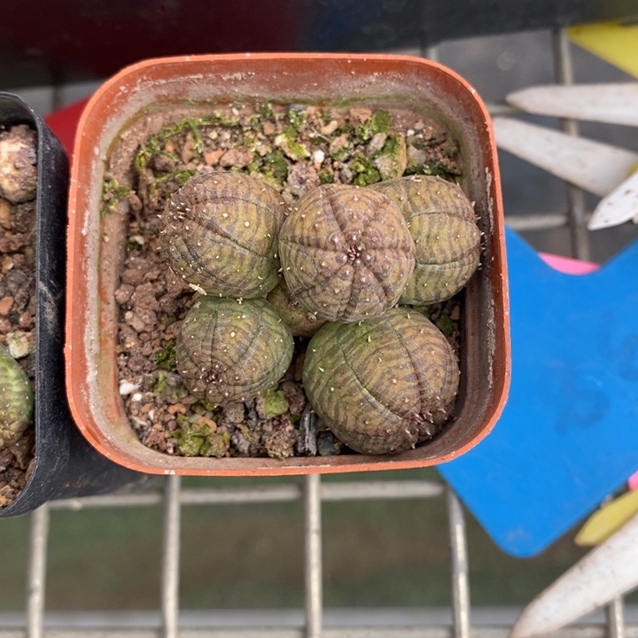 叶伯克利和格蕾纳等著名音乐