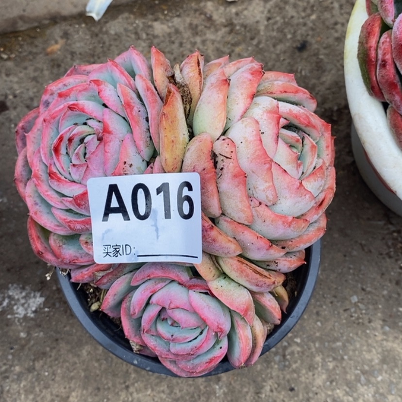【闪购商品】回****法多肉植物