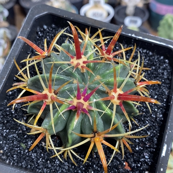 实生宽刺日出62号7cm