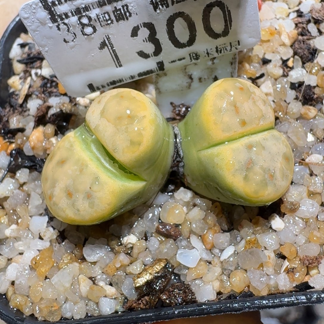 zzzz冬日限定福利1300