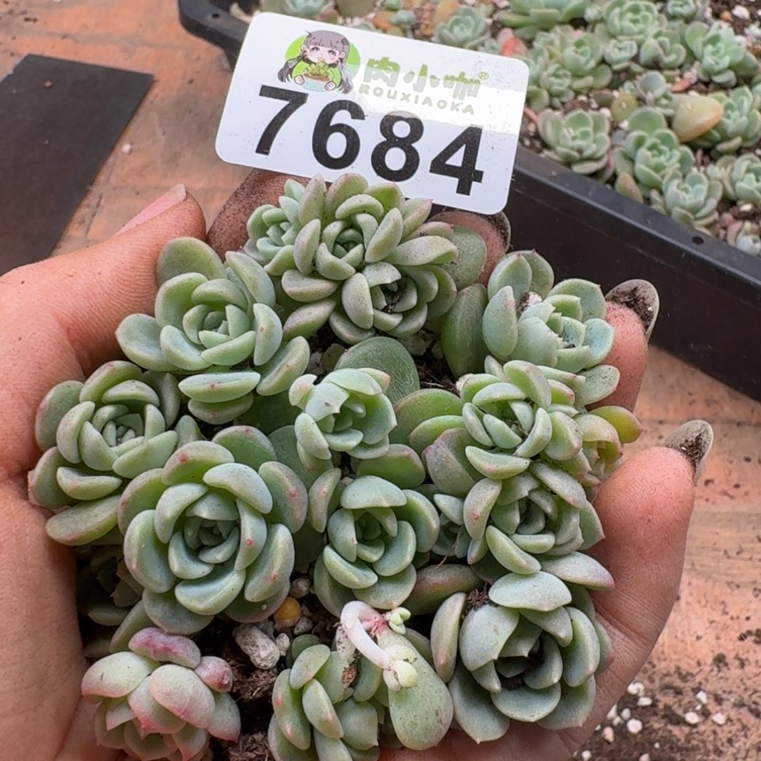 柒***默多肉植物多肉植物